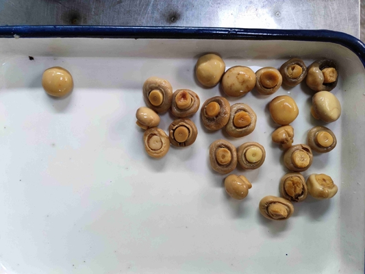 Sliced Tin Canned Champignon Mushroom with Water