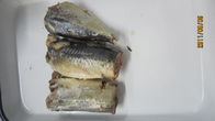 425g Jack Mackerel Canned In Brine In Tomato Sauce From China