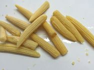 Whole Canned Young Corn , Baby Corn In Brine Tender And Flavorful Tasty